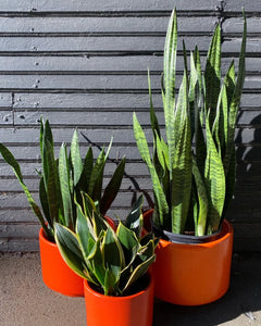 C-6 Orange Gainey Ceramics La Verne California Planter with a C-10 and a C-12- Cook Street Vintage