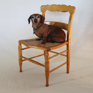 Wiener dog sitting on Pine chair
